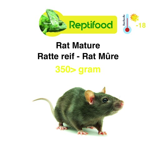 Diepvries Rat volwassen > 350 gram 5 st.